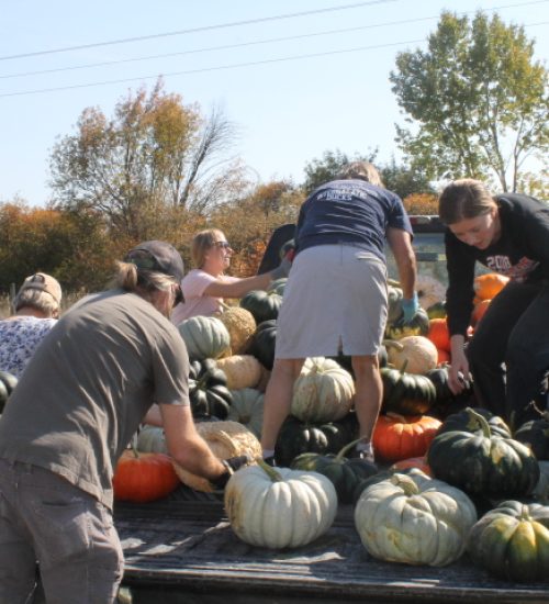 Staff members load pumpkins for sale on a truck