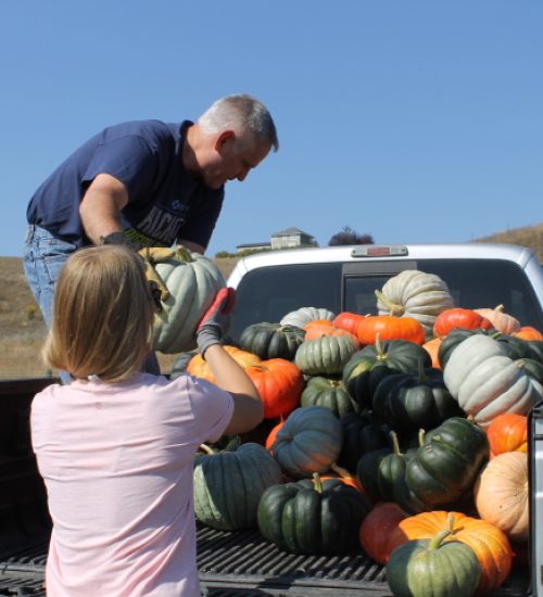 Staff members load pumpkins into a truck